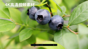 蓝莓果实