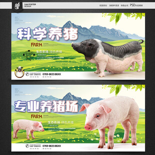 猪海报