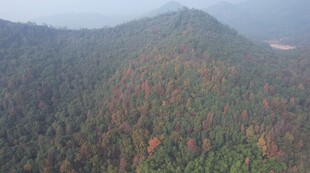 彩色山林