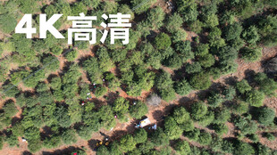 油茶果基地