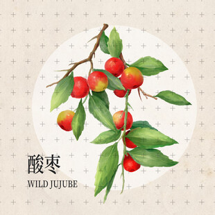手绘酸枣插画