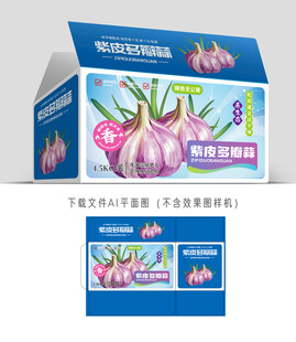 紫皮大蒜插画