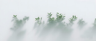 雾气磨砂膜效果绿植贴图
