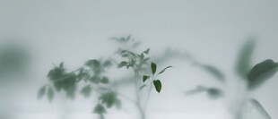 雾气磨砂膜效果绿植贴图