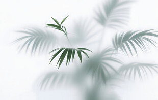 雾气磨砂膜效果绿植贴图