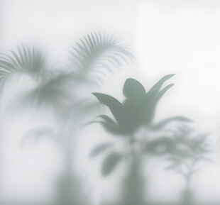 雾气磨砂膜效果绿植贴图