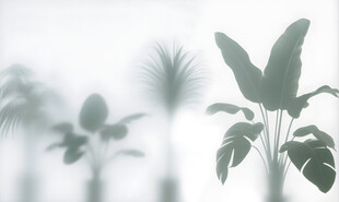 雾气磨砂膜效果绿植贴图