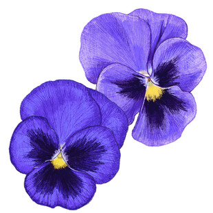 紫色三色堇花卉插画