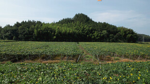 田园绿野风光