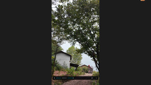 绿树掩映下的小屋打板栗