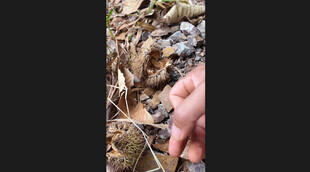 男子身处繁茂植被环境中板栗