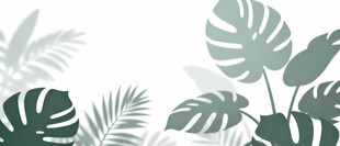 雾气磨砂膜效果绿植贴图