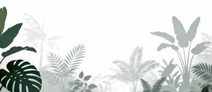 雾气磨砂膜效果绿植贴图