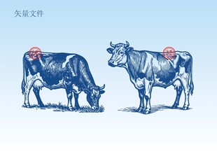 手绘奶牛插画
