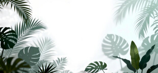 雾气磨砂膜效果绿植贴图