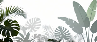 雾气磨砂膜效果绿植贴图