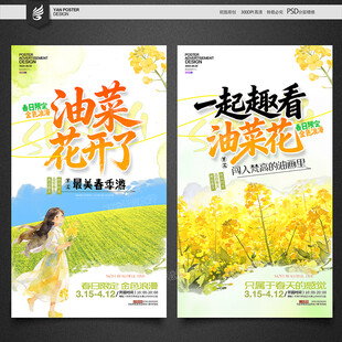 油菜花