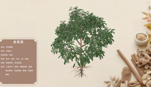 一棵绿植与中药材摆放合欢皮