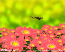 婚礼视频素材下载