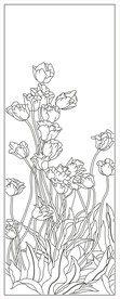 郁金红运