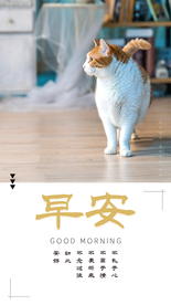 早安广告 朋友圈图 猫 早安