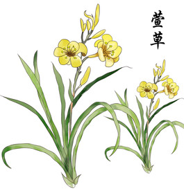手绘萱草