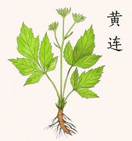 手绘草药黄连