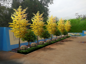 校园绿化景观设计效果图