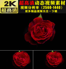 浪漫玫瑰花瓣鲜花盛开特写视频