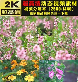 万物复苏鲜花花朵开放实拍视频