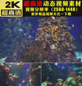 唯美海底世界鱼群游动视频素材