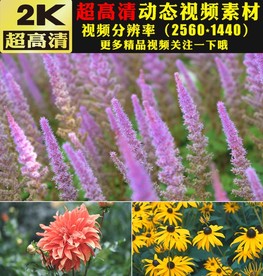 野外花海春天美景鲜花实拍视频