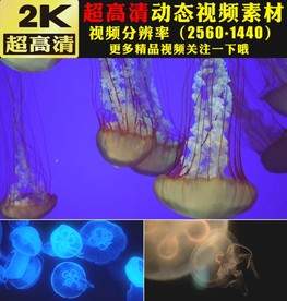 唯美漂亮海底水母游动视频素材