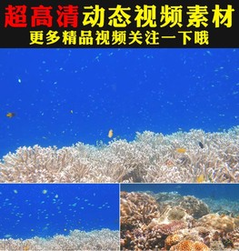 唯美海底世界水族馆视频素材