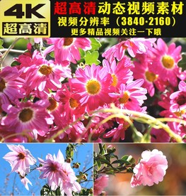 4K春暖花开春天美景视频素材