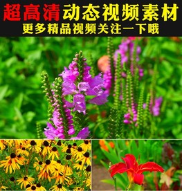 春暖花开极品鲜花花朵视频素材