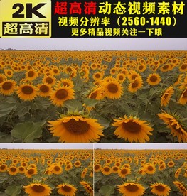 向日葵太阳花花海植物实拍视频