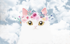 梦幻猫咪电视墙