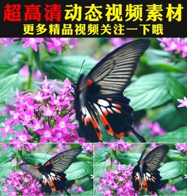 蝴蝶飞舞鲜花盛开春天美景视频