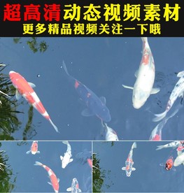 锦鲤红鲤鱼水中游动视频实拍