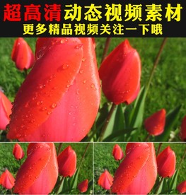 娇艳郁金香春天鲜花花海视频