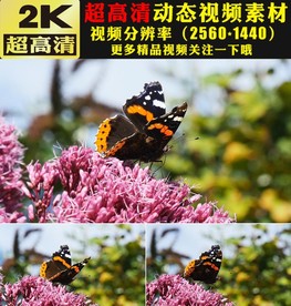 春季蝴蝶蜜蜂粉色鲜花盛开视频