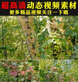 小清新绿叶枫叶森林树叶实拍视频