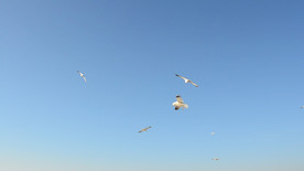 海鸥在晴朗的天空中飞翔