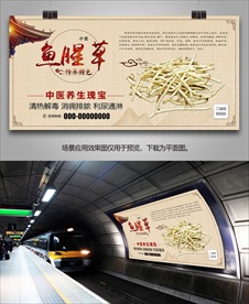 鱼腥草简介海报灯箱展板展架挂画