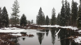 白雪皑皑的丛林