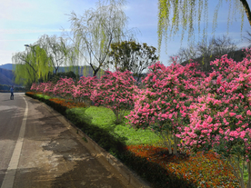 丛生紫薇花境设计