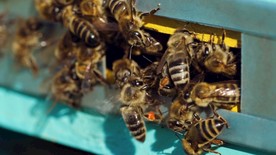 蜜蜂高清4K视频