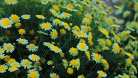 美丽花儿草绽放高清视频