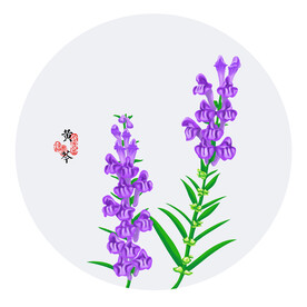 手绘黄芩